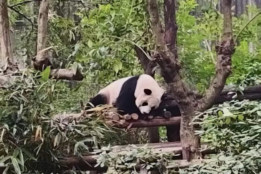 Panda Base, Kuanzhai Alley & People’s Park Day Tour